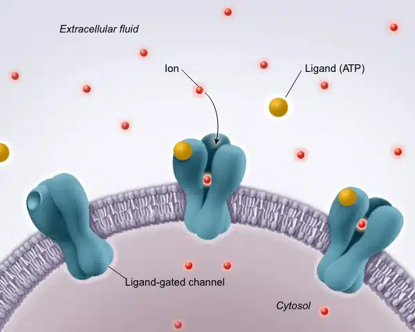 AP Biology AP Biology